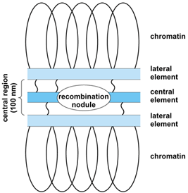 Synaptonemal Complex
